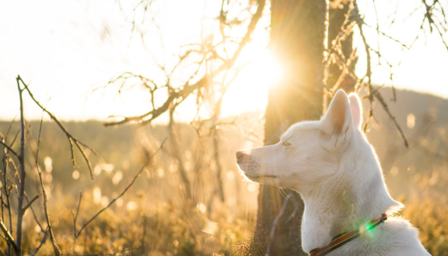 Serri Naturreservat im Mai